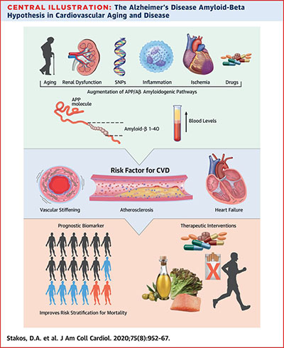 Stellos cardiovascular ageing news 25 02 20